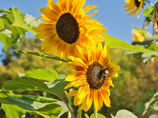 Słoneczniki z owadem.  © Janusz