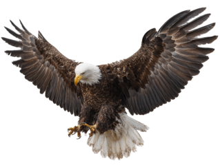 Realistic Full-Body Bald Eagle PNG, Majestic Bird in Flight, Isolated