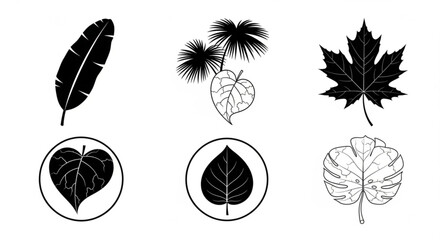 Illustration of six different types of leaves including a banana leaf and a maple leaf in black and white