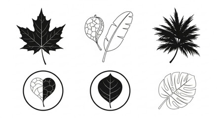 Illustration showing six different leaf types including maple, palm, banana and heart shaped leaf designs