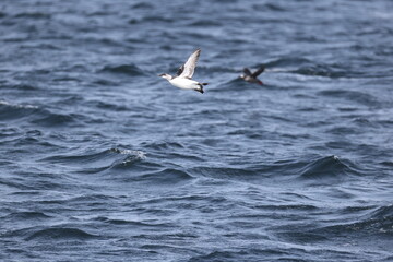 The common murre or common guillemot (Uria aalge) is a large auk. It has a circumpolar distribution, occurring in low-Arctic and boreal waters in the North Atlantic and North Pacific. 