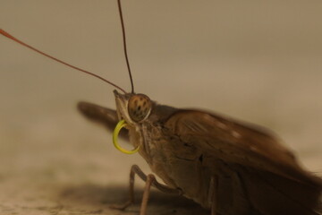Common Baron butterfly with earthy brown wings, subtle patterns, and graceful flight, often seen in gardens, adding natural beauty and charm