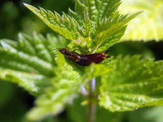 earwig on leaf summer garden