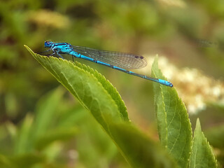 damselfly on leaf autumn garden