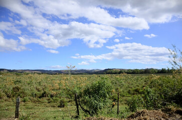 Naklejka premium Sunny afternoon in the countryside of the city of Taubaté, in the interior of São Paulo
