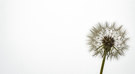Naklejka premium Close up of a dandelion seed head isolated on white background