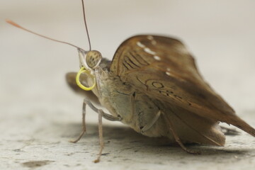 Common Baron butterfly with earthy brown wings, subtle patterns, and graceful flight, often seen in gardens, adding natural beauty and charm