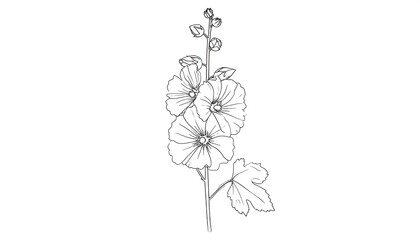 Botanical drawing of a hollyhock flower