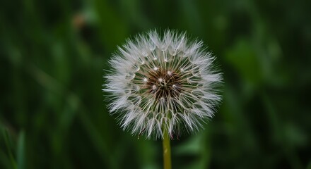 Obraz premium Close up of a dandelion seed head with green background