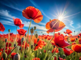 Obraz premium Captivating red poppy field under a bright blue sky with sunburst, a stunning summer landscape scene
