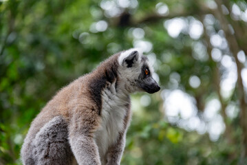Lemur on tree in African National Park