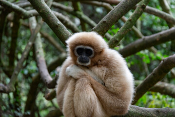Gibbon in tree in South African national park