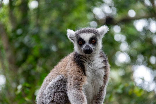 Lemur on tree in African National Park