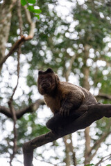 Monkey in tree in South African national park