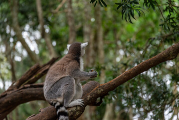 Lemur on tree in African National Park