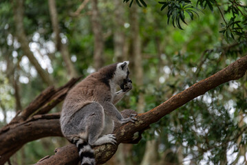 Lemur on tree in African National Park