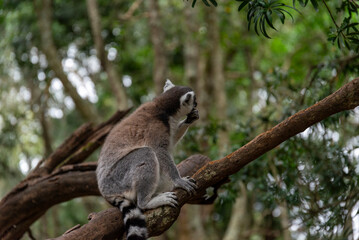 Obraz premium Lemur on tree in African National Park