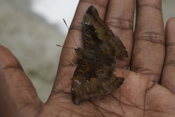 Common Baron butterfly with earthy brown wings, subtle patterns, and graceful flight, often seen in...