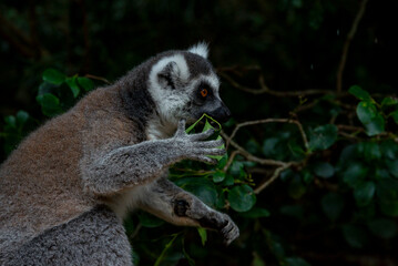 Obraz premium Lemur on tree in African National Park