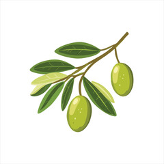 Olive branch with olives
