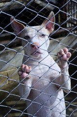 A beautiful blue-eyed dog, a possible cross with characteristics of the American Pit Bull Terrier, in the kennel.