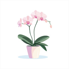 Pink orchid plant in a pot