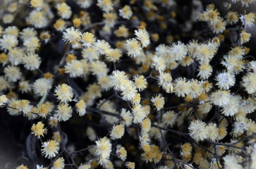 Aerial seeds of the white cambará (Vernonanthura polyanthes)