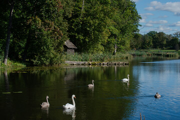 Four swans swim gracefully on a calm lake surrounded by green trees, reeds, and a small rustic hut in the background.