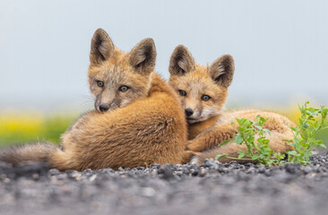 Red fox kits cuddling. 