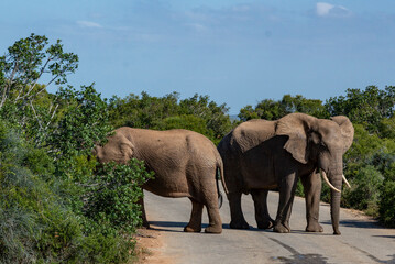 Elephants in African National Park