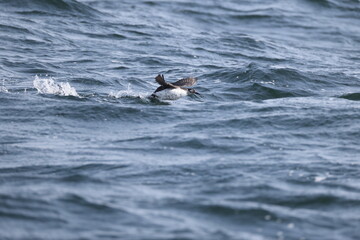 The spectacled guillemot or sooty guillemot (Cepphus carbo) is a seabird in the auk family. This photo was taken in Hokkaido, Japan.