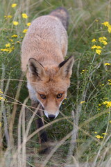 Fox in the wild among the grass. Portrait of wild fox animal.
