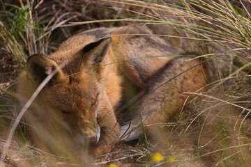 Fox in the wild among the grass. Portrait of wild fox animal.