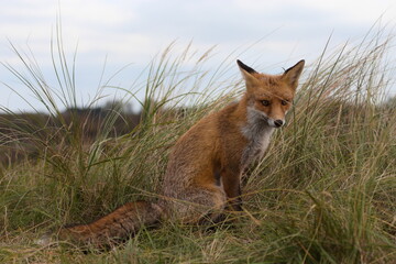 Fox in the wild among the grass. Portrait of wild fox animal.