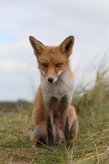 Fox in the wild among the grass. Portrait of wild fox animal.