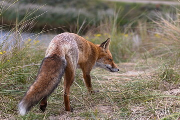 Fox in the wild among the grass. Portrait of wild fox animal.