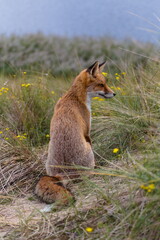 Fox in the wild among the grass. Portrait of wild fox animal.