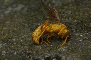 Yellow wasp insects are aggressive stinging insects known for their bright yellow bodies, paper nests, and role in controlling pests