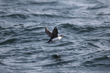 The spectacled guillemot or sooty guillemot (Cepphus carbo) is a seabird in the auk family. This...