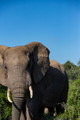 Elephant in African National Park