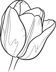 Tulip flower outline vector illustration in black and white with detailed petals