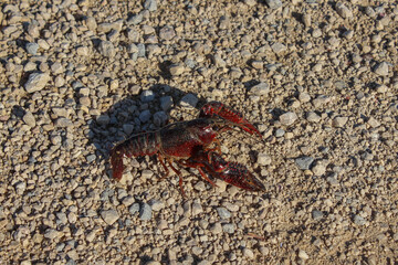 Red Swamp Crayfish (Procambarus clarkii) an invasive species, moving over dry ground between the rice fields of the Ebro Delta Nature Reserve in the Tarragona province of Catalonia, Spain