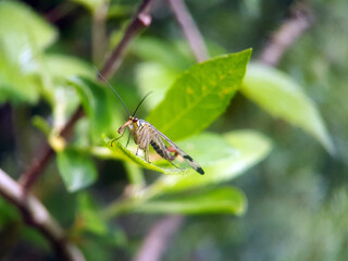 scorpionfly on leaf summer garden
