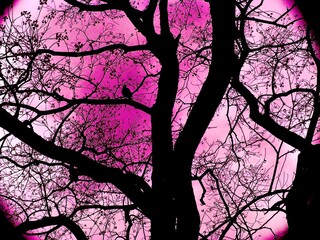 ピンクのグラデーションの画面に力強く広がる木と、その枝にとまる鳥のシルエット
