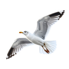 Obraz premium - Flying Seagull with Wings Spread, isolated on a transparent background