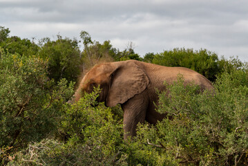 Elephant in African National Park