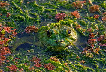 frog in the water