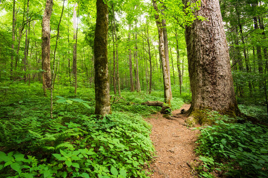 A path through old growth tulip poplar trees in Joyce Kilmer Memorial Forest, North Carolina