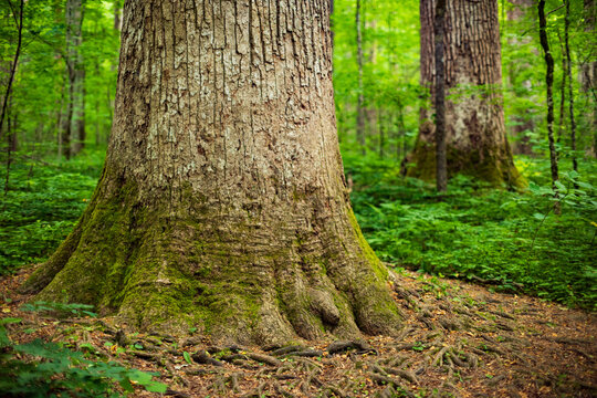  The base of a huge old growth tulip polar tree in Joyce Kilmer Memorial Forest, North Carolina
