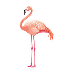 Pink Flamingo Illustration